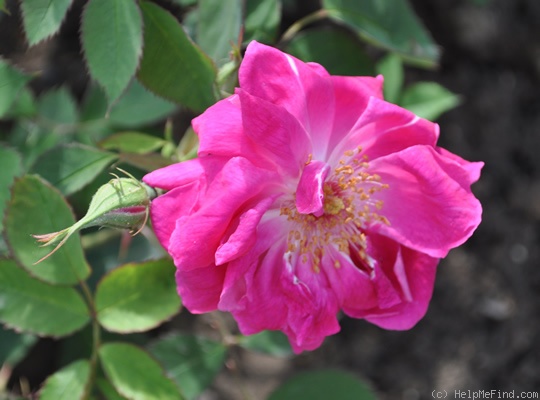 'Comte de Bobrinsky' rose photo