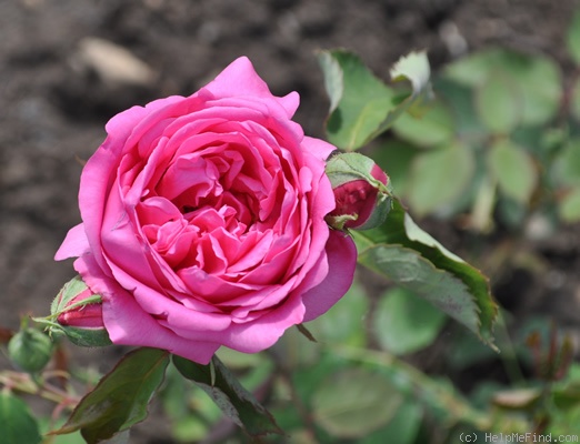 'Cramoisi Supérieur' rose photo