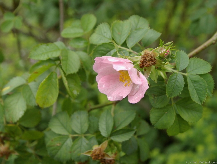 'R. jundzillii' rose photo