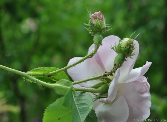 'Bifera italica' rose photo