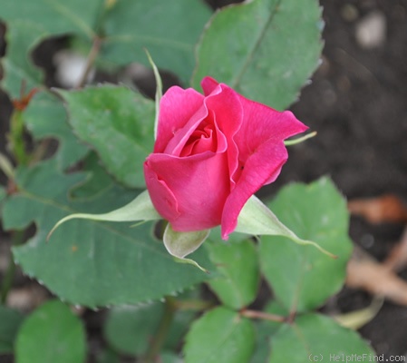 'Violet Wilton' rose photo