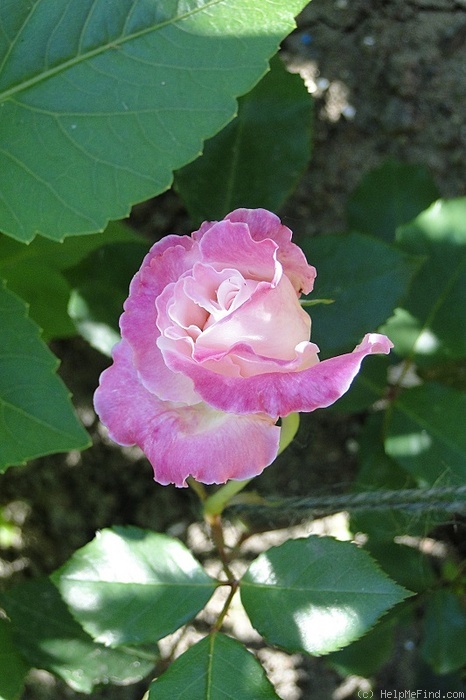'Homère' rose photo