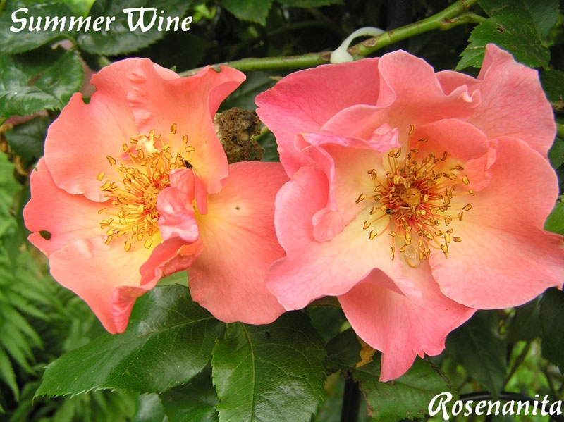 'Summer Wine (climber, Kordes before 1980)' rose photo