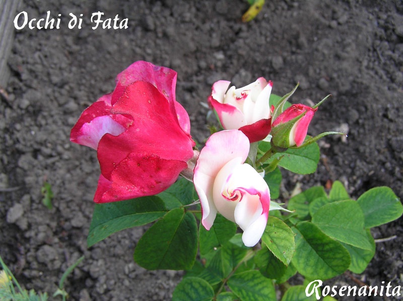 'Occhi di Fata ® (Floribunda, Barni, 2004)' rose photo