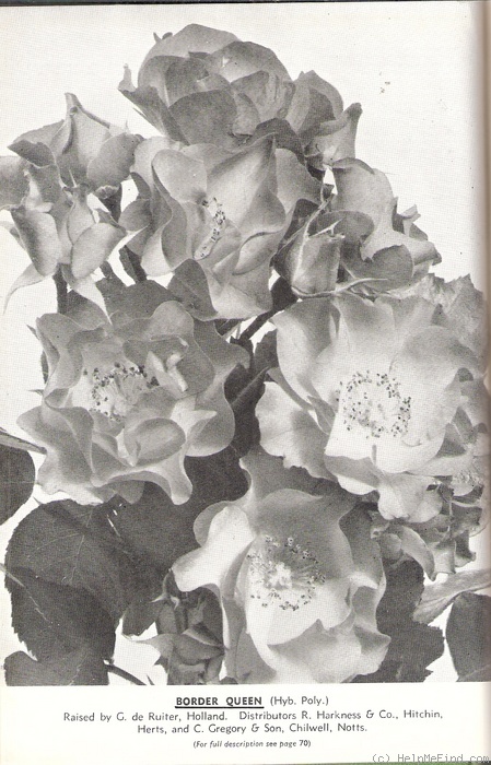 'Border Queen (floribunda, De Ruiter, 1950)' rose photo