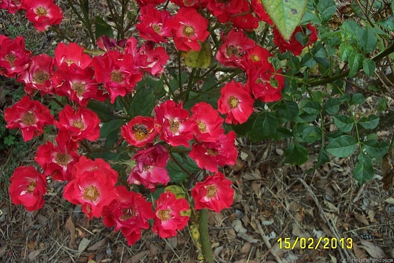 'Border King' rose photo