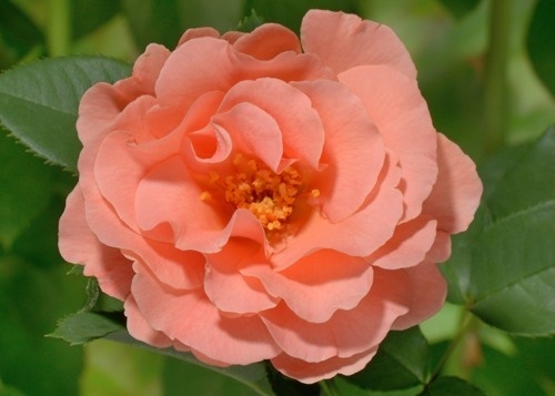 'Alibaba ®' rose photo