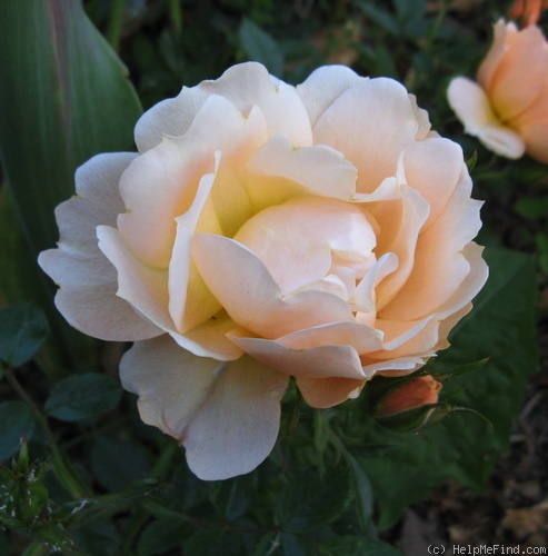 'Amber Cover ®' rose photo