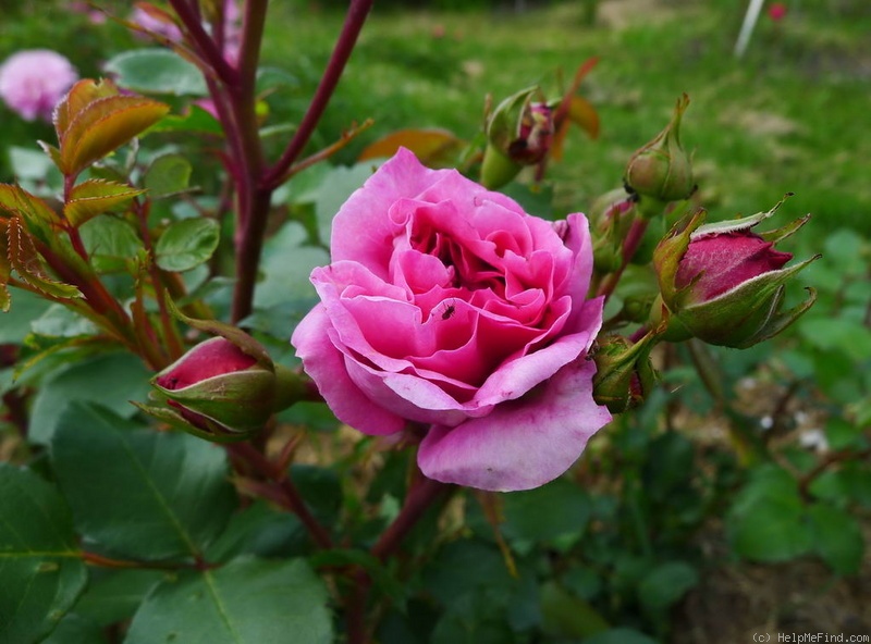 'Abrud' rose photo