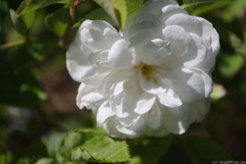 'Perle des Neiges' rose photo