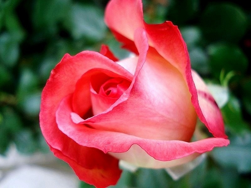 'Isabelle Aubret ®' rose photo
