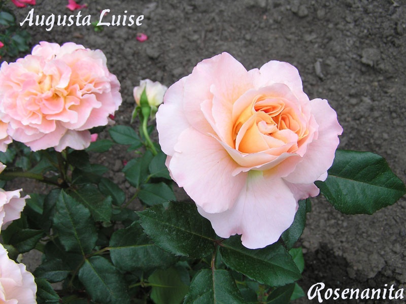 'Augusta Luise ® (Hybrid Tea, Evers, 1999)' rose photo
