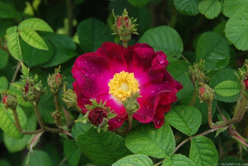 'La Belle Sultane' rose photo