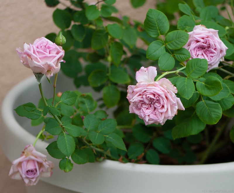 'Taischa' rose photo