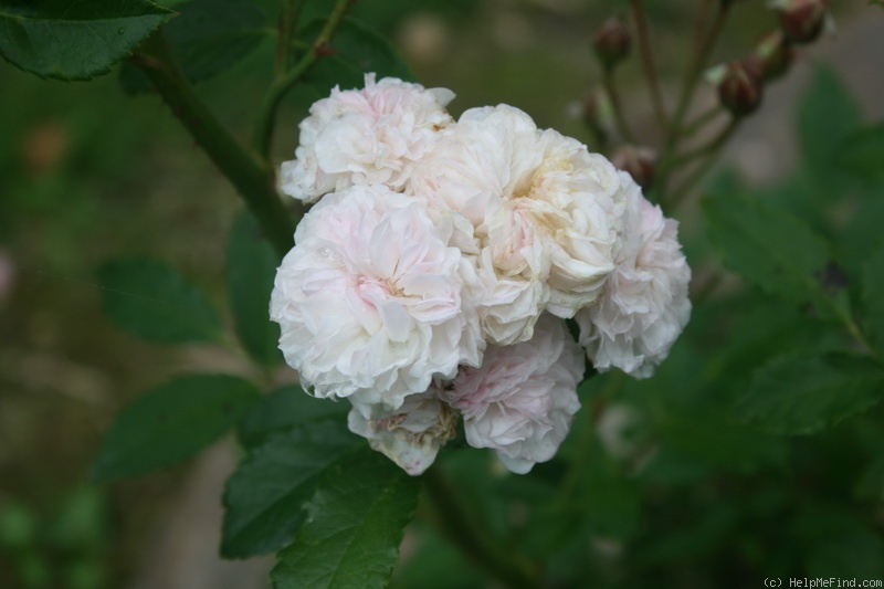 'Perle Nacrée' rose photo