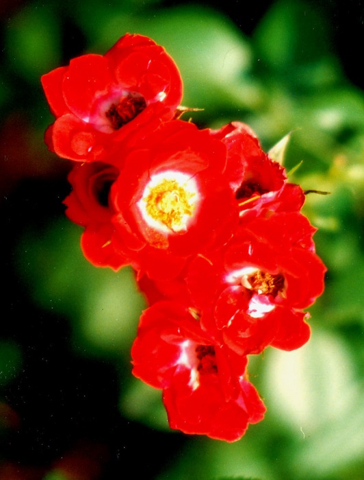'Red Blanket ®' rose photo