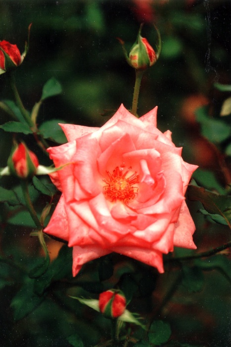 'Sonia Supreme' rose photo