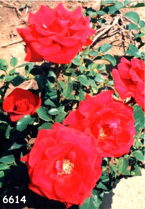 'Louise Park' rose photo