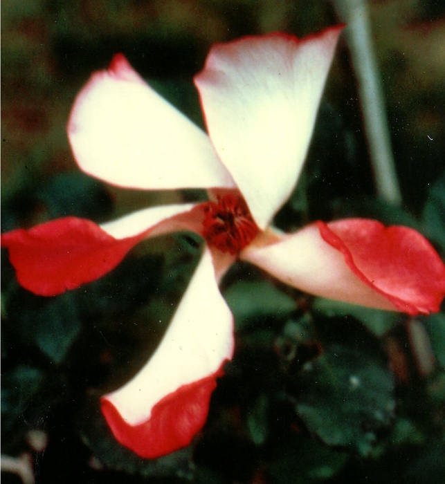 'Windmill' rose photo