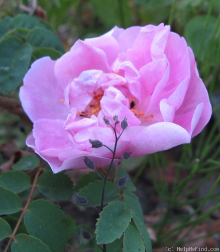 'Mon Amie Claire' rose photo