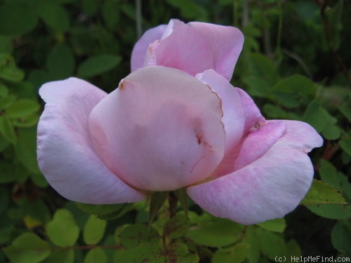 'Nevada (shrub, Dot, 1927)' rose photo