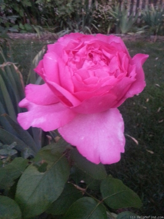 'Yves Piaget ®' rose photo