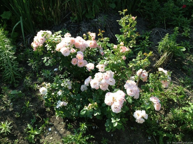 'OPCSEG' rose, click to enlarge 'OPCSEG' rose photo