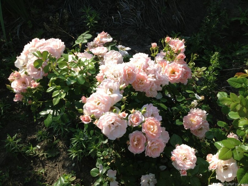 'OPCSEG' rose photo
