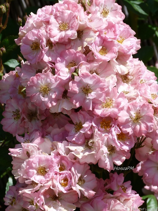 'Roztomilá' rose, click to enlarge 'Roztomilá' rose photo