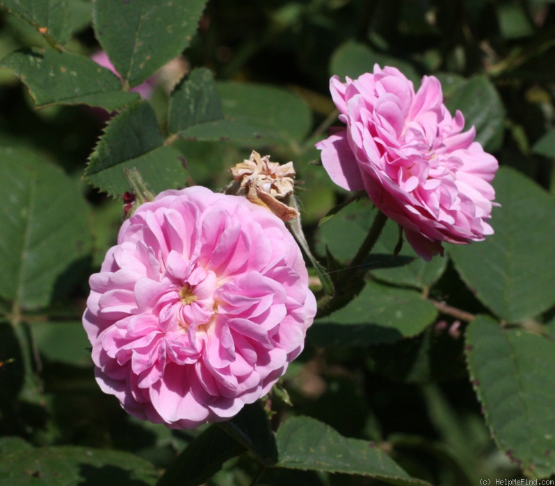 'Petite Lisette' rose photo
