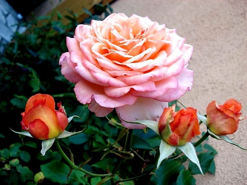 'Beryl Joyce' rose photo