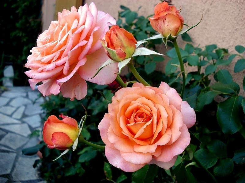 'Beryl Joyce' rose photo