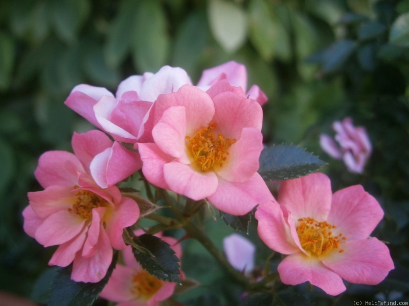 'JACifeve' rose photo