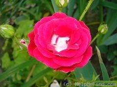 'Schöne Koblenzerin ®' rose photo