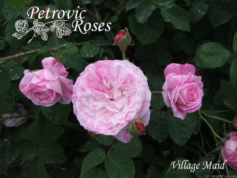 'Village Maid' rose photo