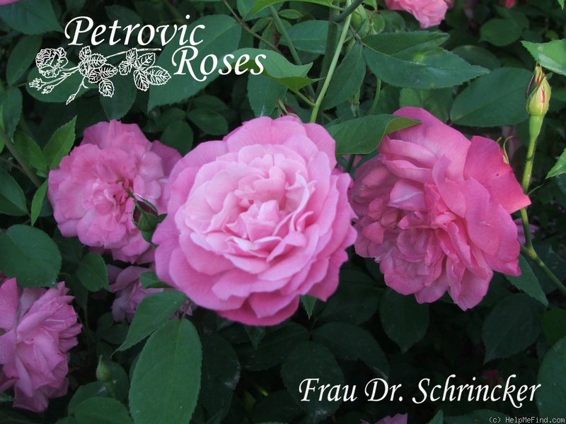 'Frau Dr. Schricker' rose photo