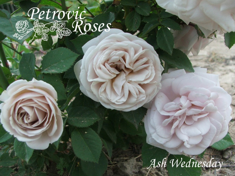 'Ash Wednesday' rose photo