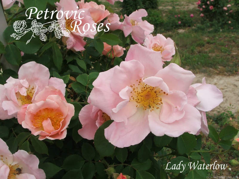 'Climbing Lady Waterlow' rose photo