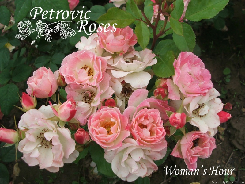 'Woman's Hour' rose photo