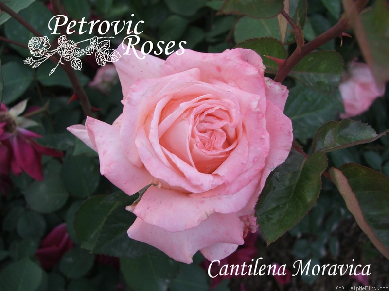 'Cantilena Moravica' rose photo