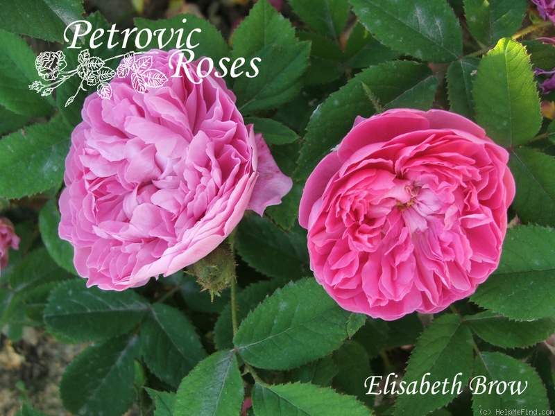 'Elisabeth Brow' rose photo