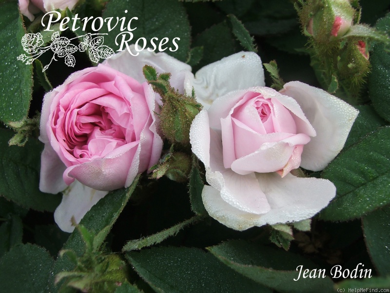 'Jean Bodin' rose photo