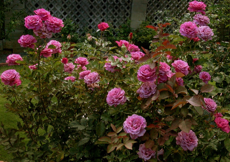 'Dee Choi's rose garden in Hawaii'  photo