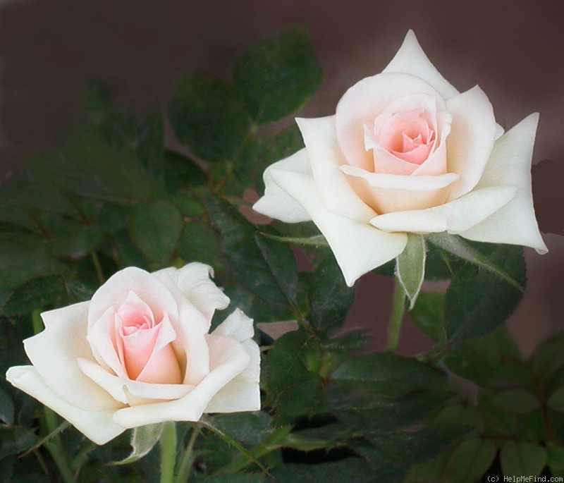 'Amy Grant' rose photo