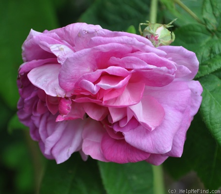 'Duchesse de Buccleugh' rose photo