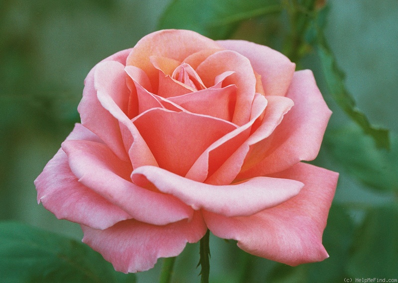 'Fragrant Hour' rose photo