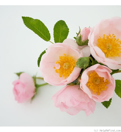 '<i>Rosa macrantha</i> 'Daisy Hill'' rose photo