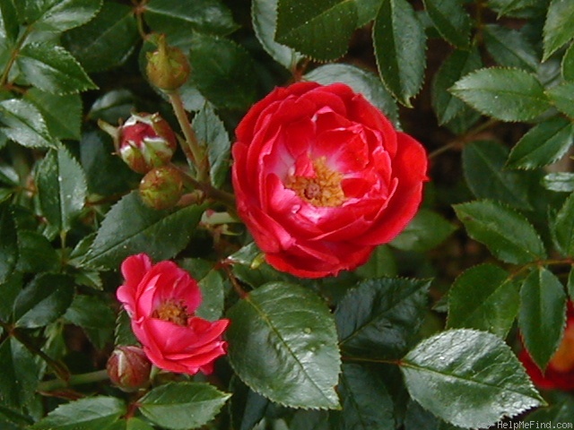 'Little Buckaroo' rose photo