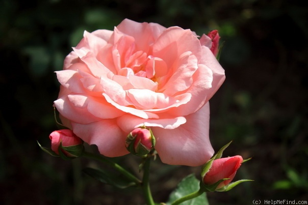 'Gisella ®' rose photo