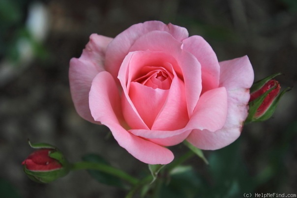 'Gisella ®' rose photo